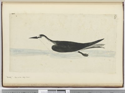 F.44 Noddy. Nähty meren korkeudessa S. lat., 1772-75 (wc) tekijältä Isaac Smith