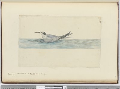 F.45 Pieni harmaa petre(?) nähty hyväntoivonniemen lähellä. lokakuu 1772, 1772-75 (wc) tekijältä Isaac Smith
