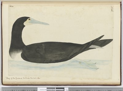 F.46 Uuden-Seelannin Shag, joka tekee pesänsä puihin, 1772-75 (wc) tekijältä Isaac Smith