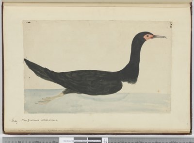 F.48 Shag. Uusi-Seelanti ja Staten Island, 1772-75 (wc) tekijältä Isaac Smith