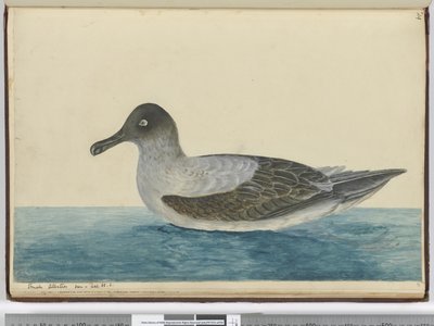 F.49 Pieni albatrossi nähty lat. 65 S., 1772-75 (wc) tekijältä Isaac Smith