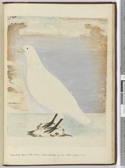 F.51 Uusi lintu nähty Staten Islandilla Tierra del Fuegossa tammikuussa 1774. Arvioitu ruokkimaan rannalla, 1772-75 (wc) tekijältä Isaac Smith