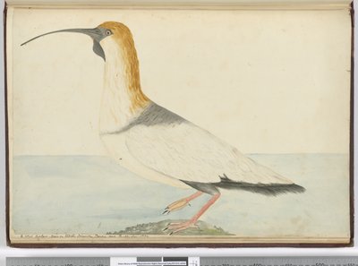 F.52 Uusi kihara. Nähty Staten Islandilla Tierra del Fuegossa tammikuussa 1774, 1772-75 (wc) tekijältä Isaac Smith