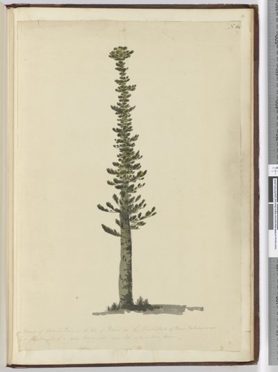 F.54 Kuusimänty Isle of Pinesissa Uuden-Kaledonian eteläpäässä ja korkea erittäin suuriin mastoihin. Nähty syyskuussa 1774..., 1772-75 (wc) tekijältä Isaac Smith