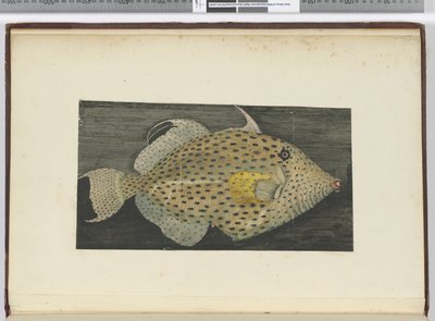 F.55 Kala nimeltä S. Jagon vanha vaimo, 1772-75 (wc) tekijältä Isaac Smith