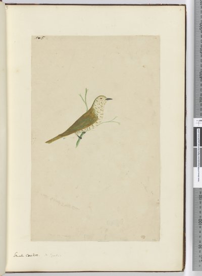 F.5 Pieni käki. Uusi-Seelanti, 1772-75 (wc) tekijältä Isaac Smith