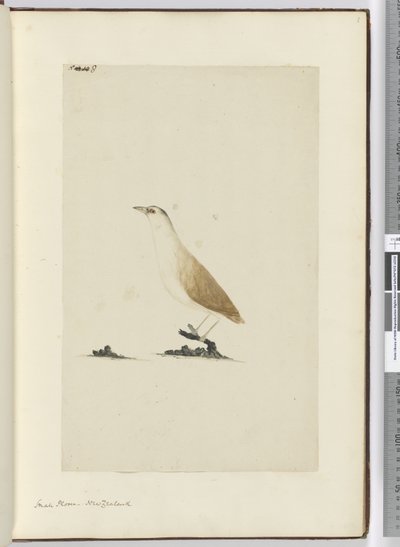 F.8 Pieni koura. Uusi-Seelanti, 1772-75 (wc) tekijältä Isaac Smith