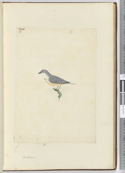 f.17 Tuntematon Uuden-Seelannin lintu, 1772-75 (wc) tekijältä Isaac Smith