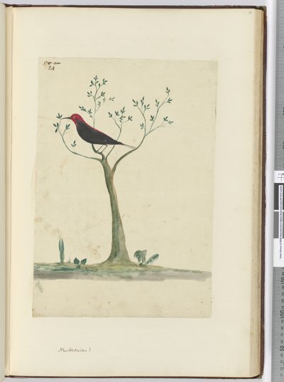 f.24 New Hebrides ?, 1772-75 (wc) tekijältä Isaac Smith