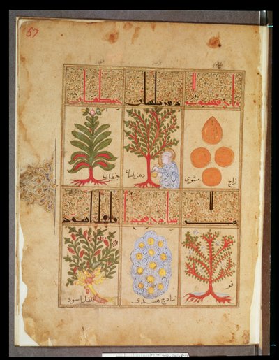Ms. Arabe 2964 fol.57 Lääkekasveja teriakille, Theriacin traktaatista Galienin jälkeen, 1217 tekijältä Islamic School