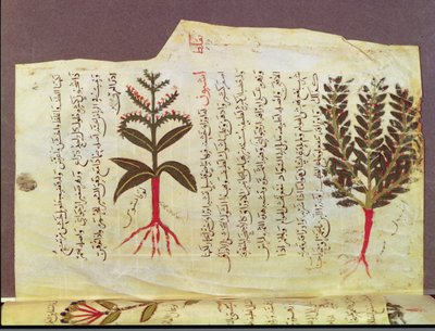 Ms. Arabe 4947 fol.84, Kasveja Dioscoriden tutkielmasta, 1200-luku tekijältä Islamic School