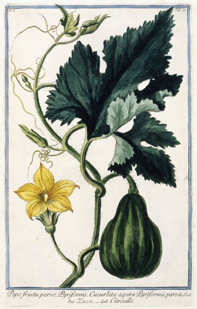 Kurpitsa, 1772-1784 tekijältä Italian School