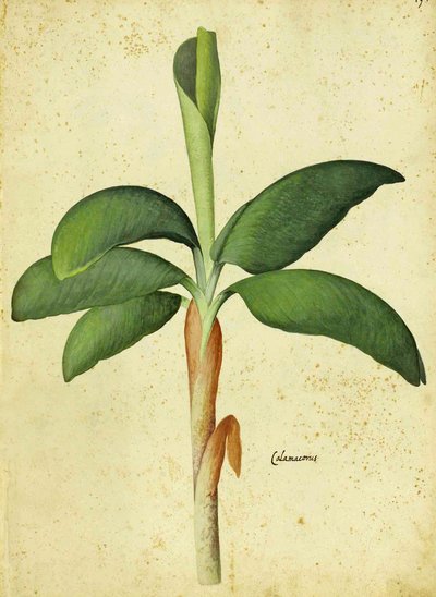 Ulisse Aldrovandi Acorus calamus tekijältä Italian School