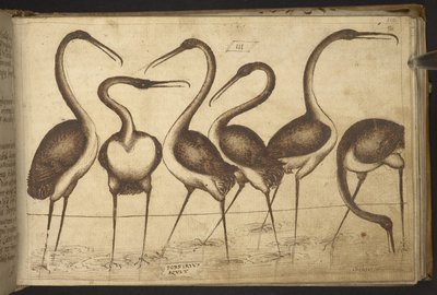 Lisätä. 82955, f.110 Linnut.   , Historia Animaliumilta, (koostuu 245 kynällä ja musteella tehdystä piirroksesta eri eläinlajeista ja myyttisistä olennoista, joista jokaiseen on liitetty kuvaus.)    1595 tekijältä Italian School