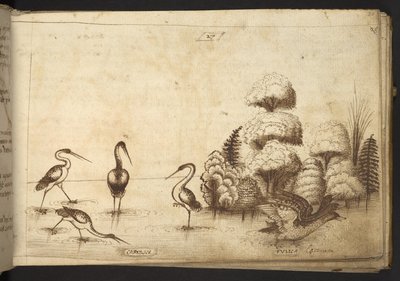 Lisätä. 82955, f.26 Kahluuslinnut (