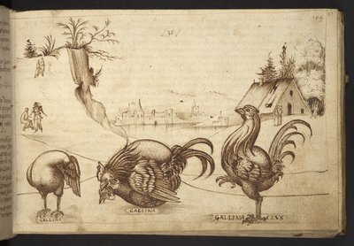 Lisätä. 82955, f.37   Kanat (