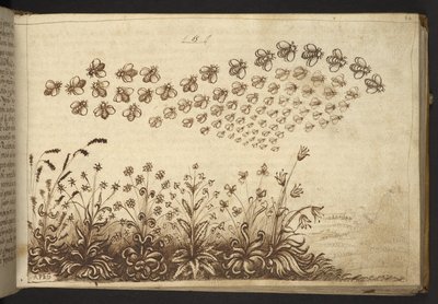 Lisätä. 82955, f.64 Mehiläiset ("apinat").  , Historia Animaliumilta, (koostuu 245 kynällä ja musteella tehdystä piirroksesta eri eläinlajeista ja myyttisistä olennoista, joista jokaiseen on liitetty kuvaus.)    1595 tekijältä Italian School