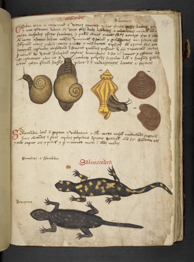 Lisää MS 41623 Chiocciole ja Salamandra, 