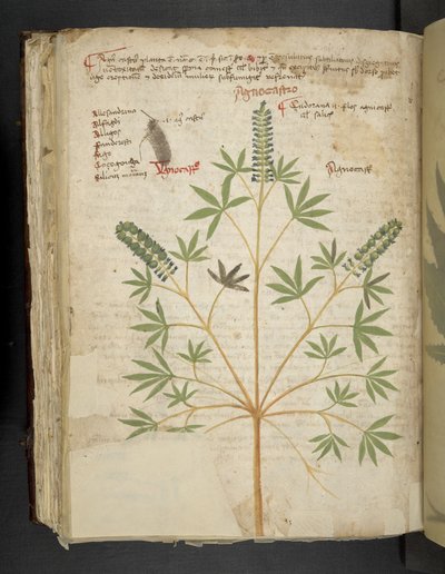 Lisää MS 41623 f.101v 