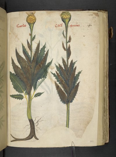 Lisää MS 41623 f.102r Cardo 