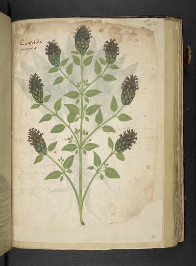 Lisää MS 41623 f.103r Consolida, 
