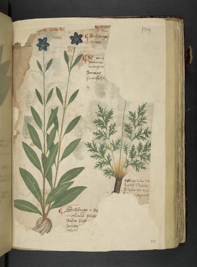 Lisää MS 41623 f.104r Sassifraga, 