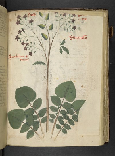Lisää MS 41623 f.110r 
