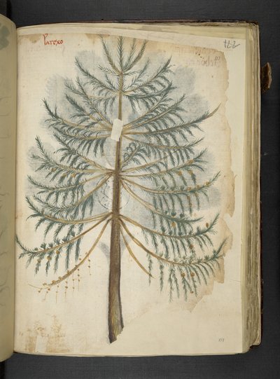 Lisää MS 41623 f.111r 