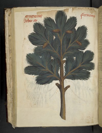 Lisää MS 41623 f.111v Pine, 