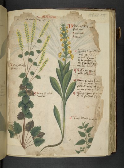 Lisää MS 41623 f.113r 