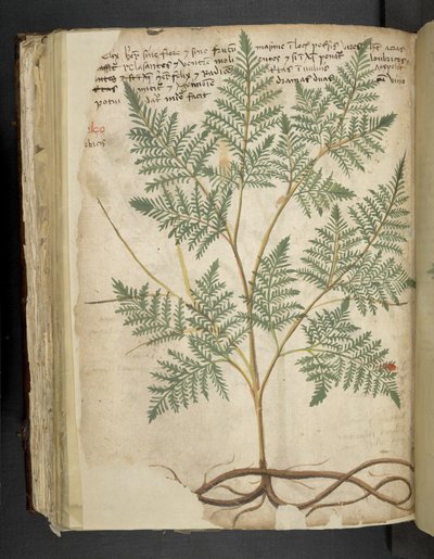 Lisää MS 41623 f.114v 