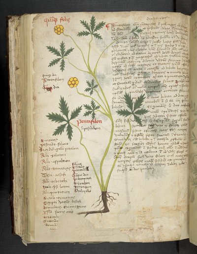 Lisää MS 41623 f.115v Pentafilon (tai 