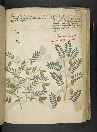 Lisää MS 41623 f.116r 