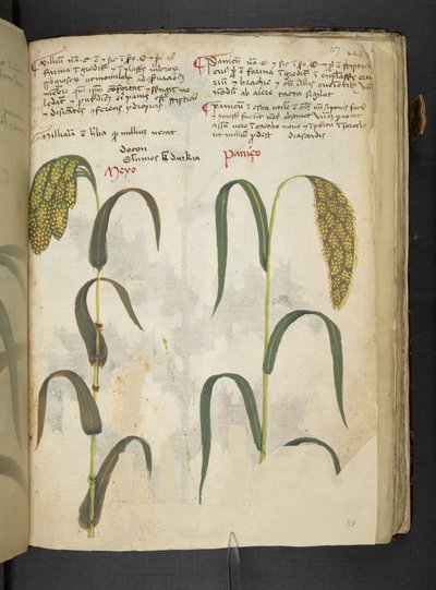 Lisää MS 41623 f.117r 