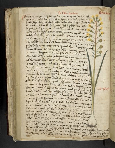 Lisää MS 41623 f.119v 