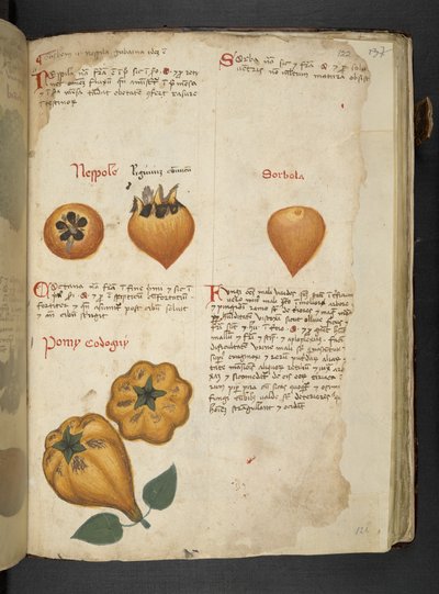 Lisää MS 41623 f.122r Pere Cotogne ja Sorbo, 