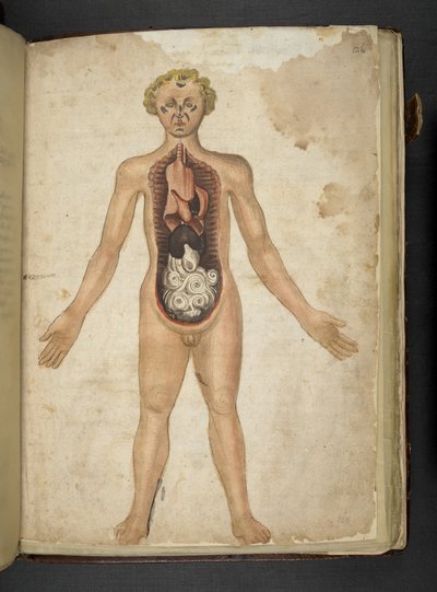 Lisää MS 41623 f.126r Ihmisen sisäelimet, 