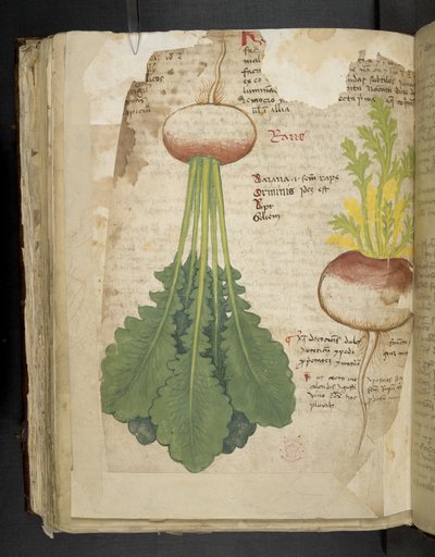 Lisää MS 41623 f.126v 