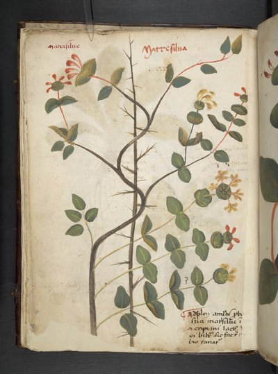 Lisää MS 41623 f.15v A yrtti, Belluno (muste ja väri velumilla) tekijältä Italian School