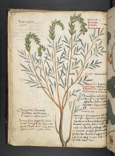 Lisää MS 41623 f.18v A yrtti, Belluno (muste ja väri vellum) tekijältä Italian School