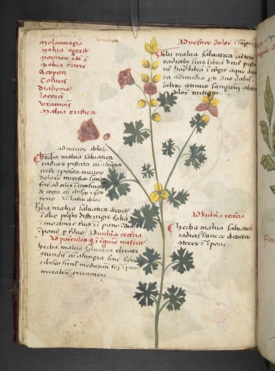 Lisää MS 41623 f.19v A yrtti, Belluno (muste ja väri vellum) tekijältä Italian School