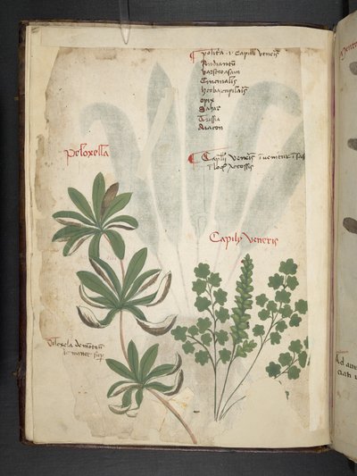 Lisää MS 41623 f.1v A yrtti, Belluno (muste ja väri velumilla) tekijältä Italian School