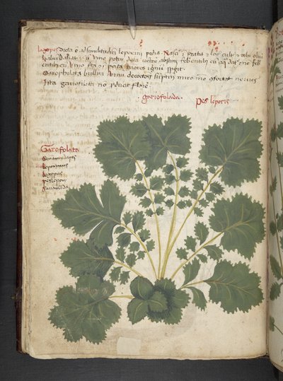 Lisää MS 41623 f.24v A yrtti, Belluno (muste ja väri velumilla) tekijältä Italian School