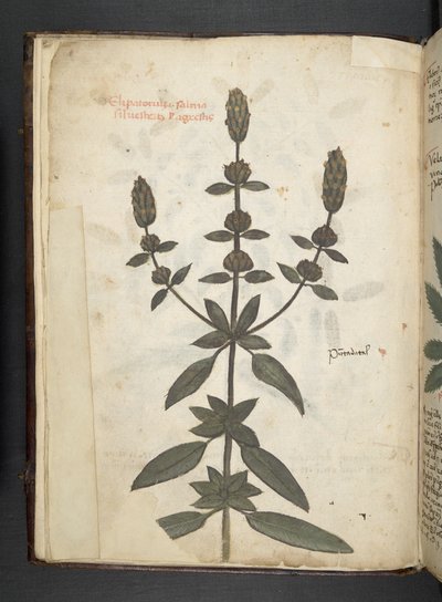 Lisää MS 41623 f.2v A yrtti, Belluno (muste ja väri velumilla) tekijältä Italian School