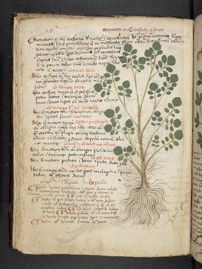 Lisää MS 41623 f.32v 