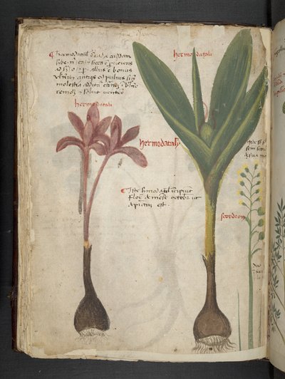 Lisää MS 41623 f.34v 