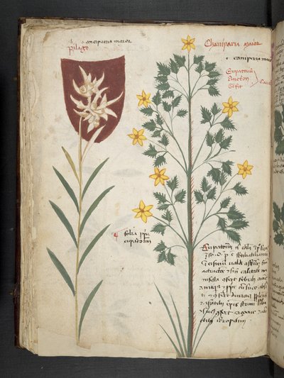 Lisää MS 41623 f.35v 