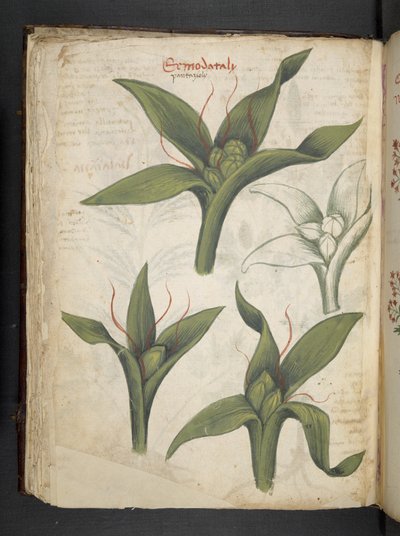 Lisää MS 41623 f.36v 