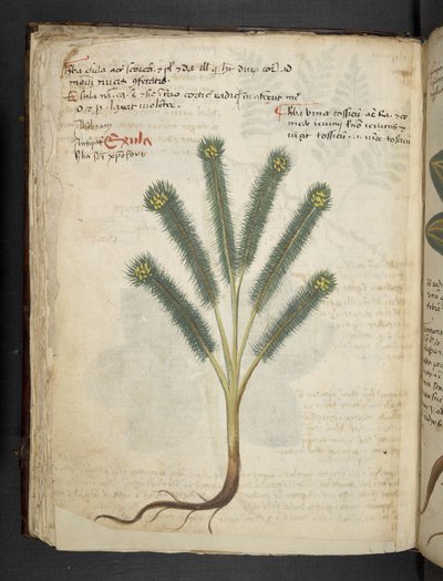 Lisää MS 41623 f.39v 