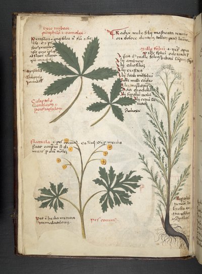 Lisää MS 41623 f.3v A yrtti, Belluno (muste ja väri vellum) tekijältä Italian School